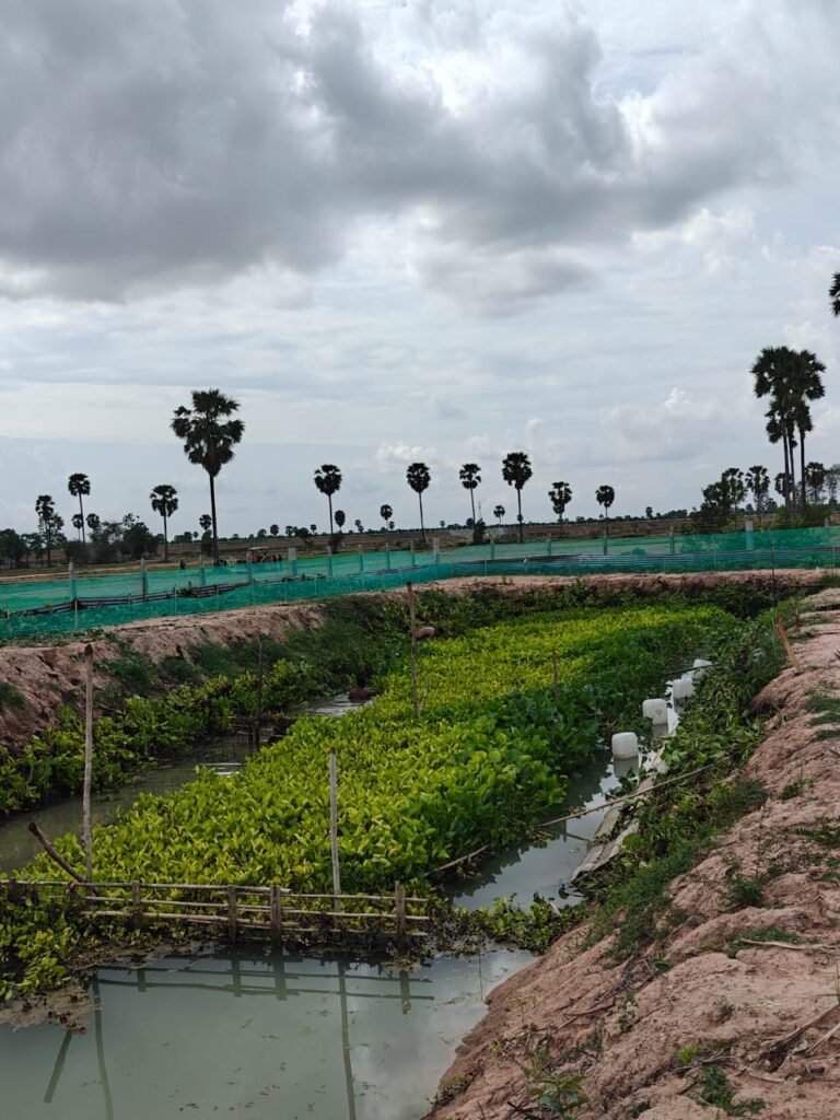 Green Chillies Project